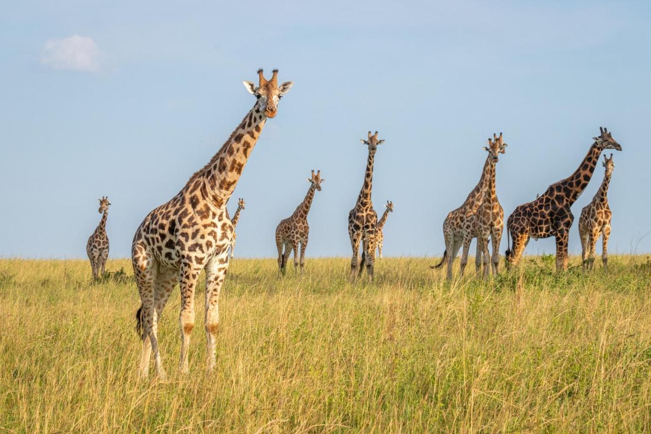 Zebula Boutique Hotel Mabula Game Reserve Eksteriør billede